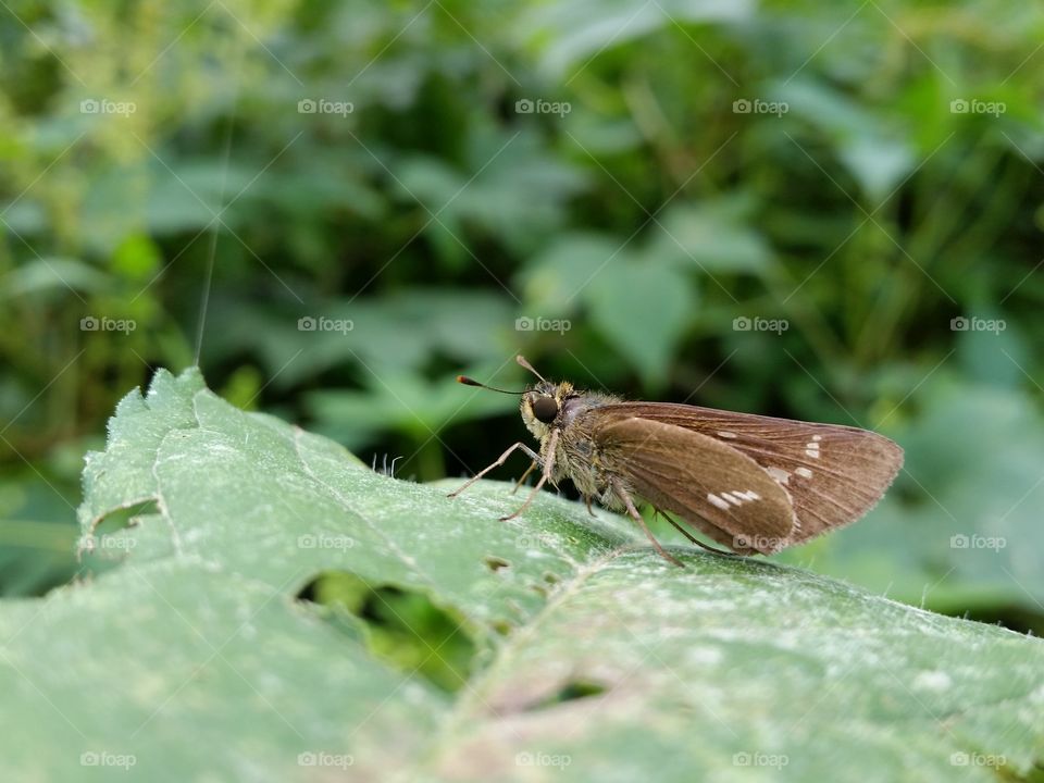 Skipper
