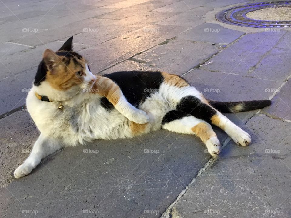 Turkish kitty 