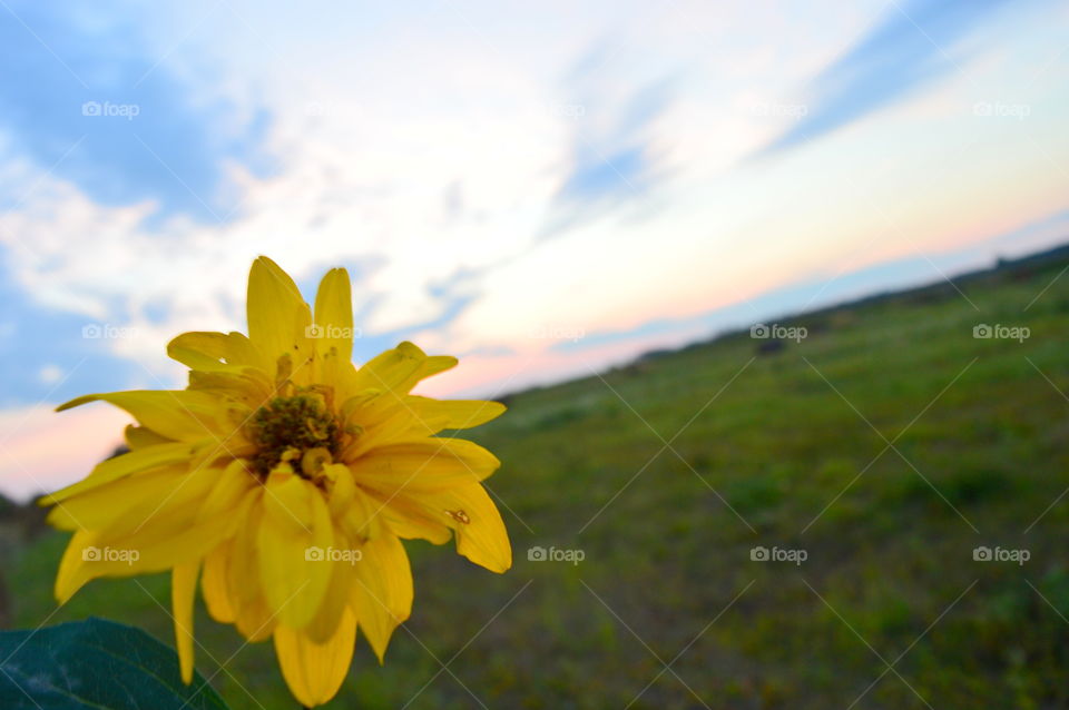 yellow flower in macro