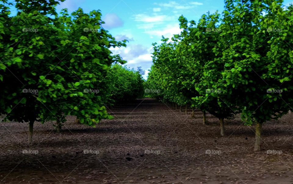in the Filbert orchards