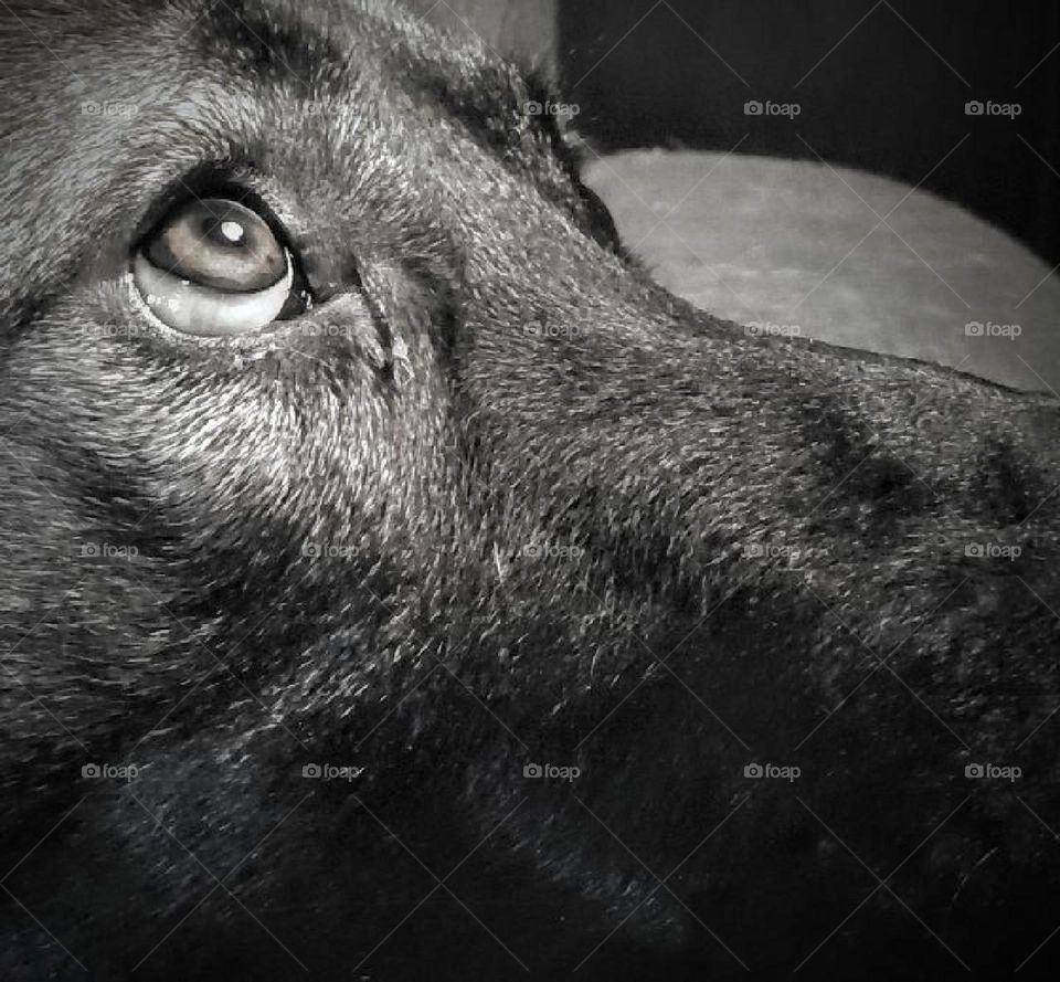 The love of a dog is unlike any other love