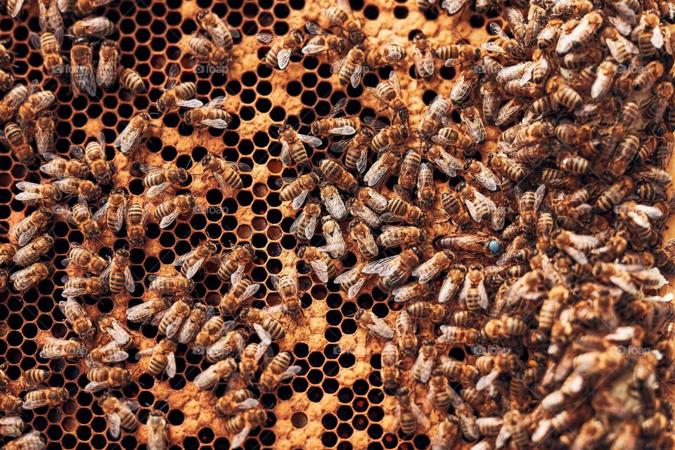 Colony of bees. Beekeeper working in apiary. Drawing out the honeycomb from the hive with bees on honeycomb. Harvest time in apiary. Beekeeping as hobby. Agriculture production