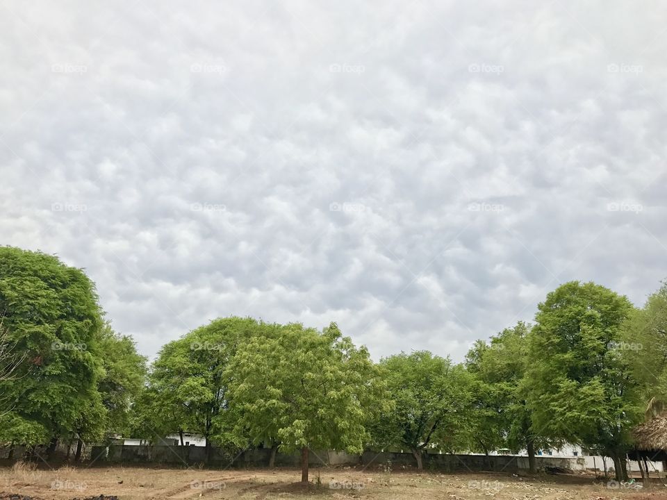 Trees with clouds 