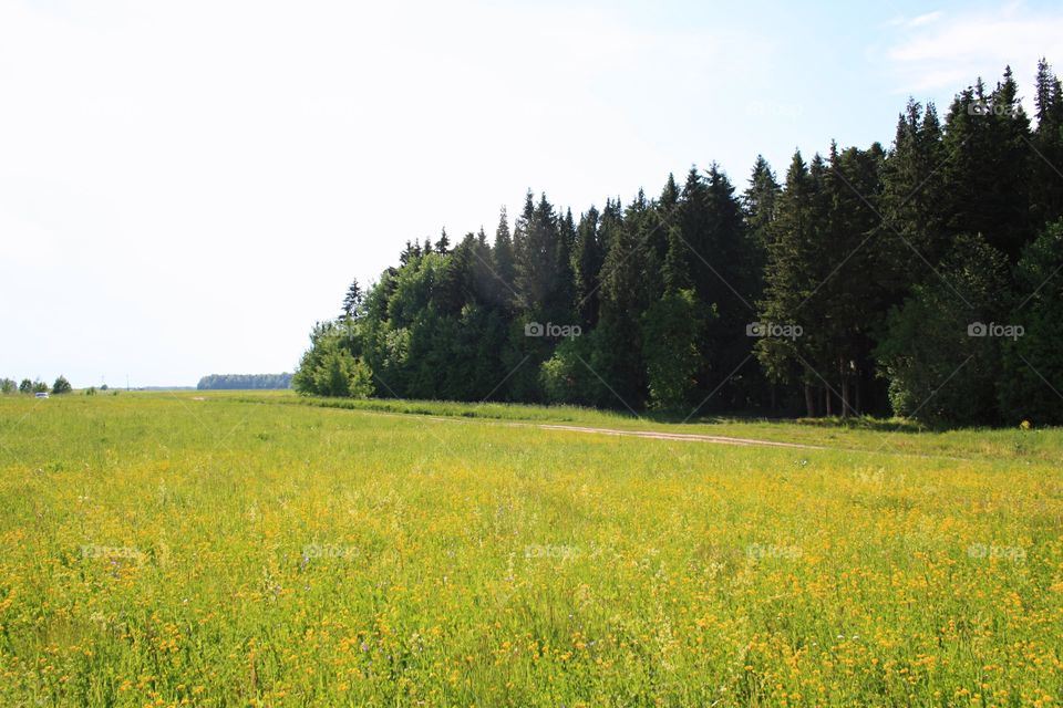 Field and forest