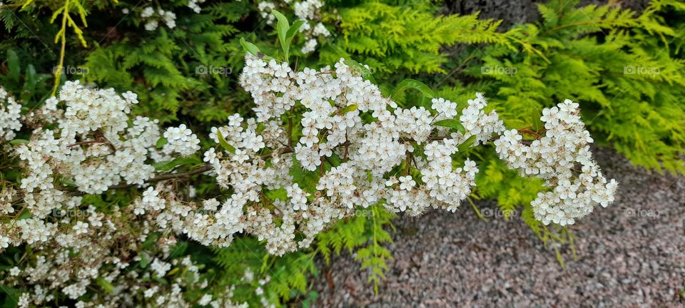 White flowers blooming