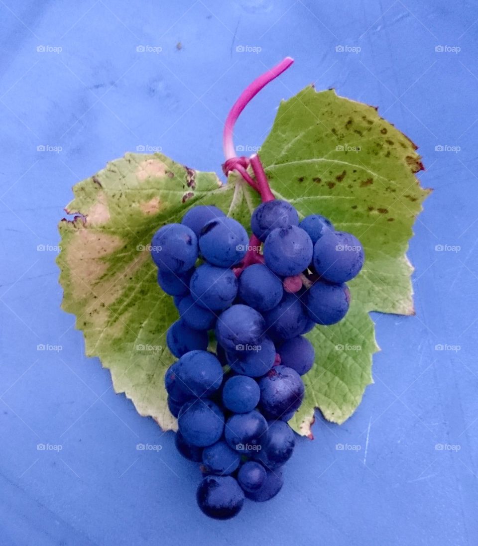 Heart grapes. Harvest grapes