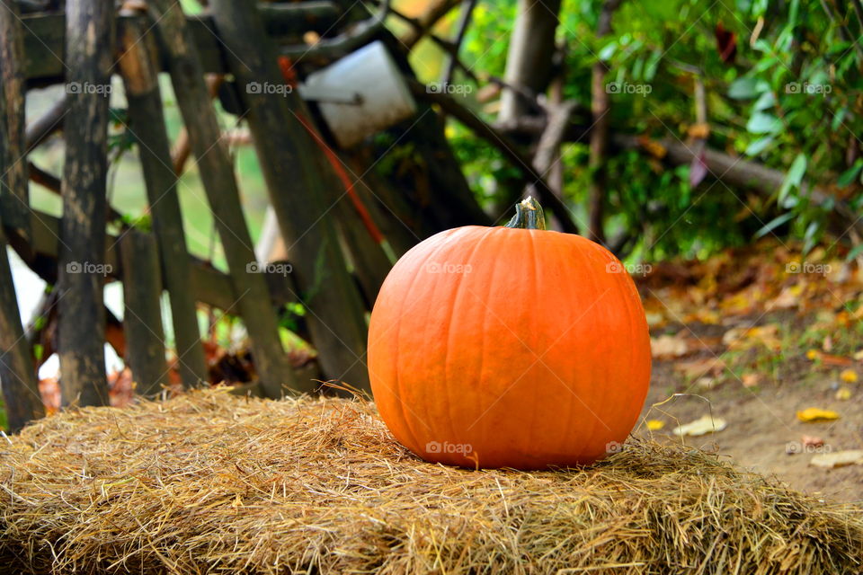 Close-up of pumpkin