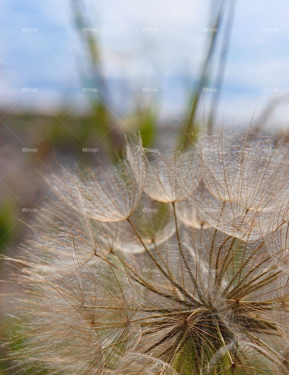 Close up of delicate flower