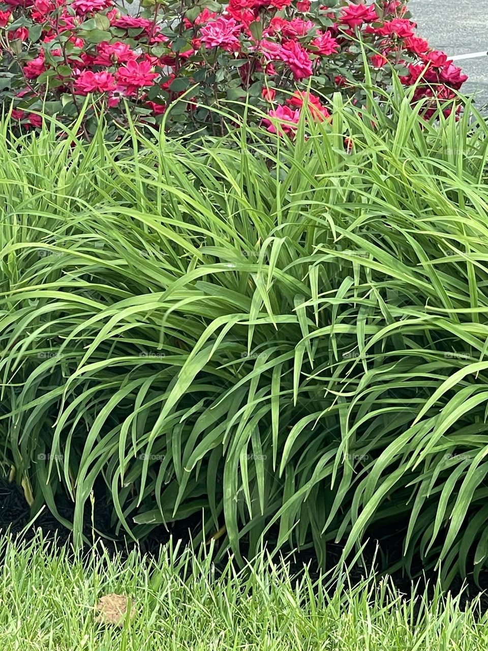 Beautiful Flowers. Street Sidewalk pleasing View