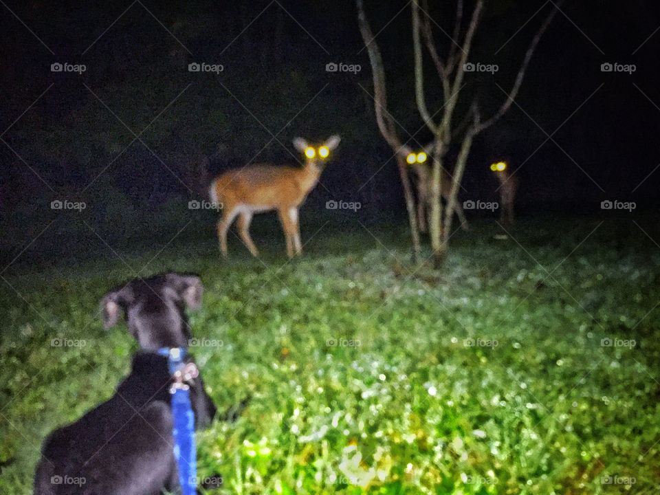 Three deer looking at a dog on a leash at night with glowing eyes and green grass 