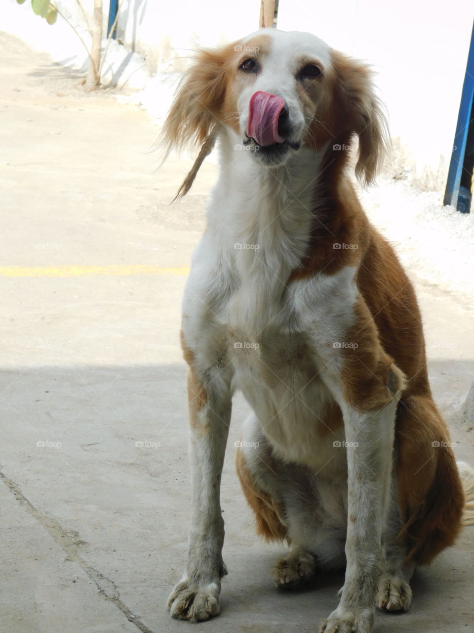 Indian dog with white and brown colour sitting on. Face expression is very funny.