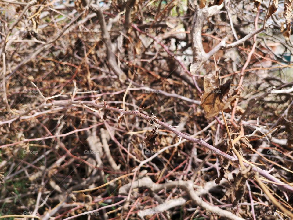 Many dry branches, Full of Dry branches and brown color.