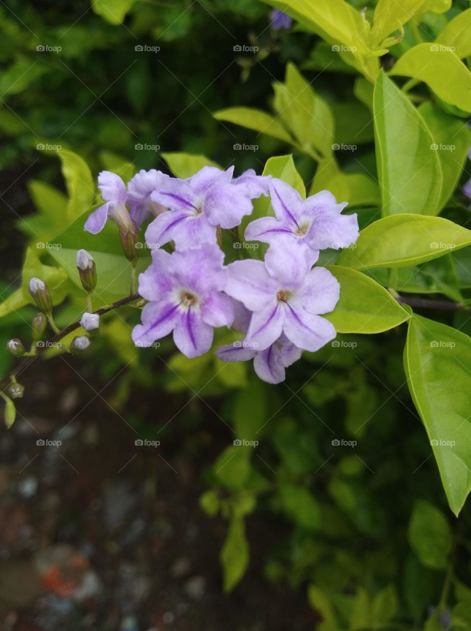 purple flower seasonal fresh looks very beautiful generally found everywhere seasonal small size shurb