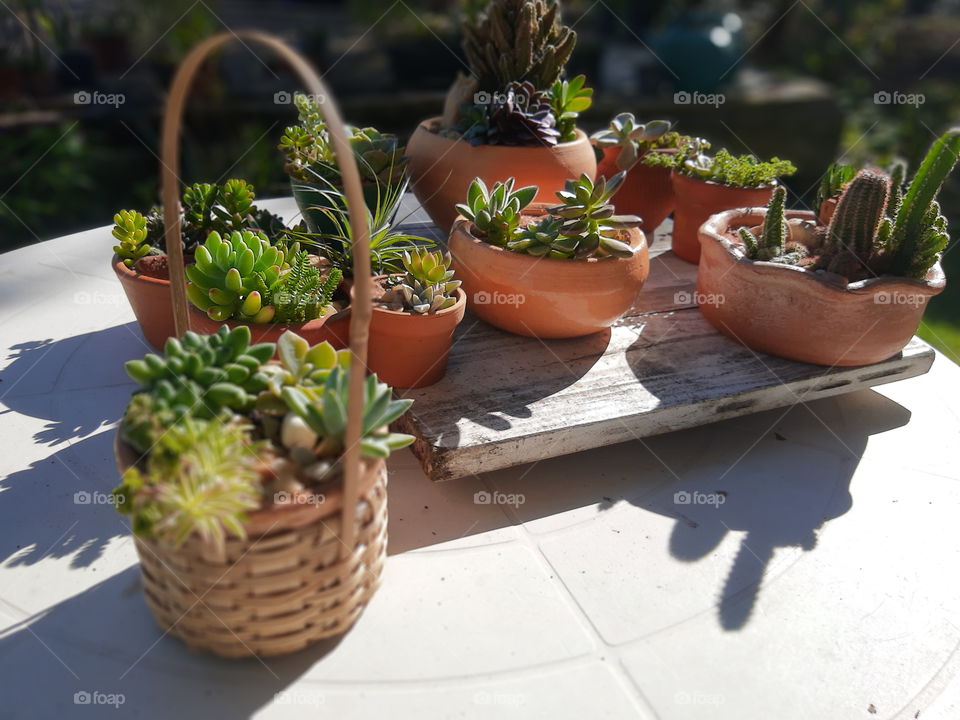 pots of succulents