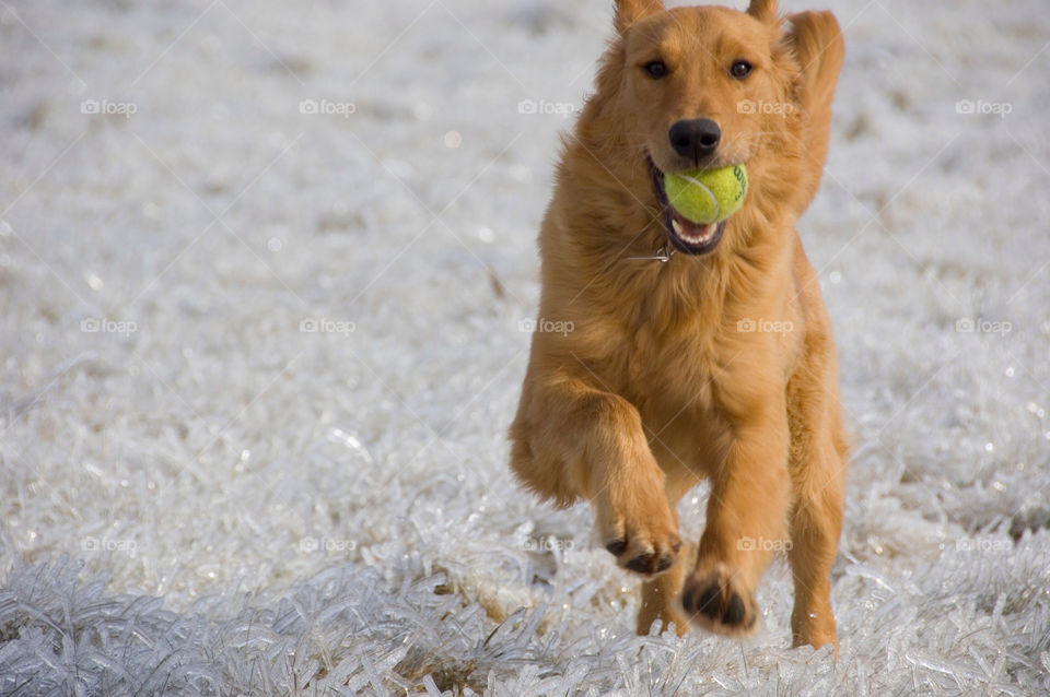 Golden retriever retrieving a tennis ball on a ice in case field of