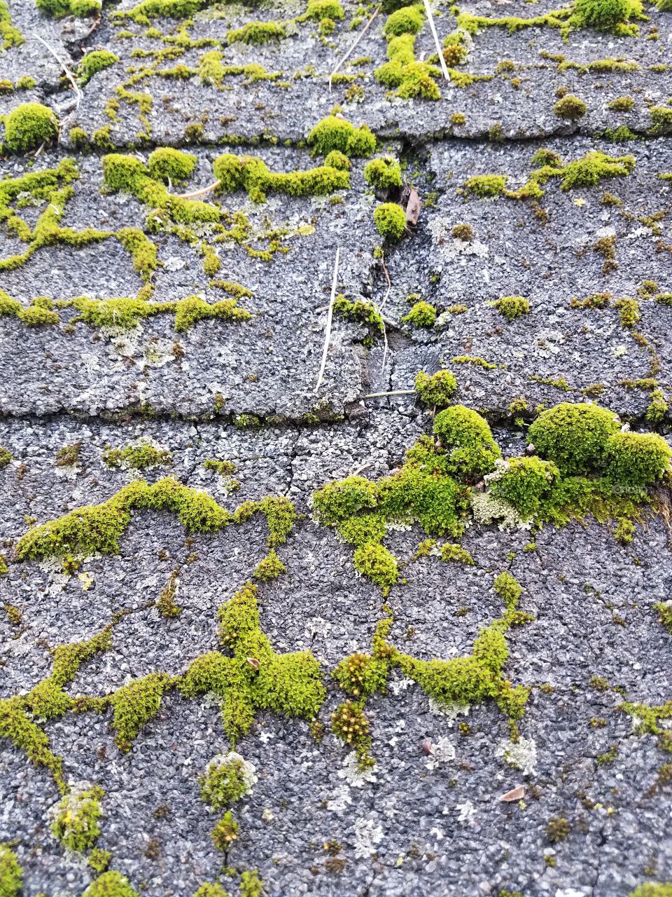 moss on roof