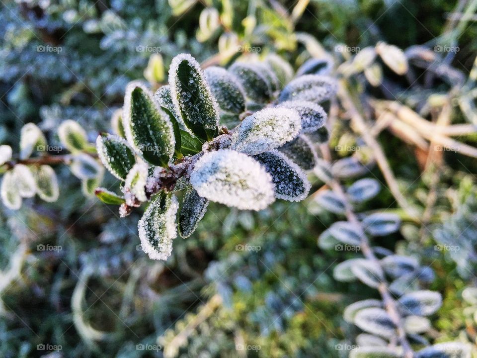 Frost