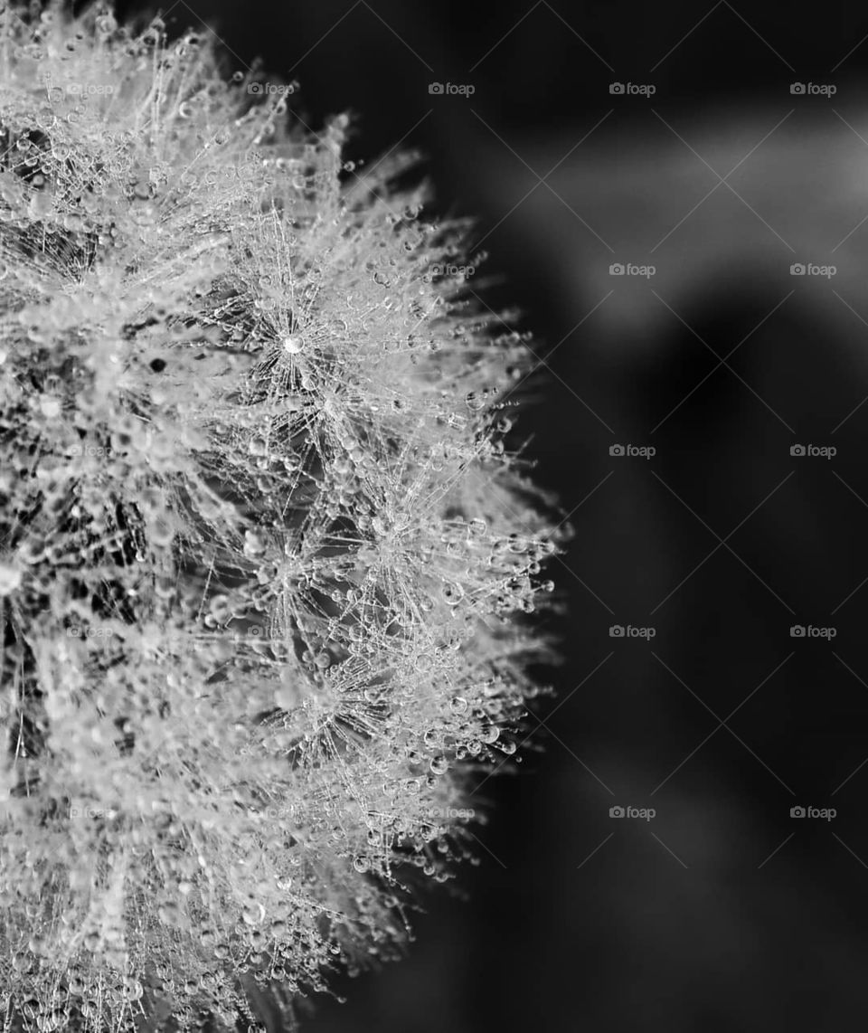 Water drops on dandelion clock