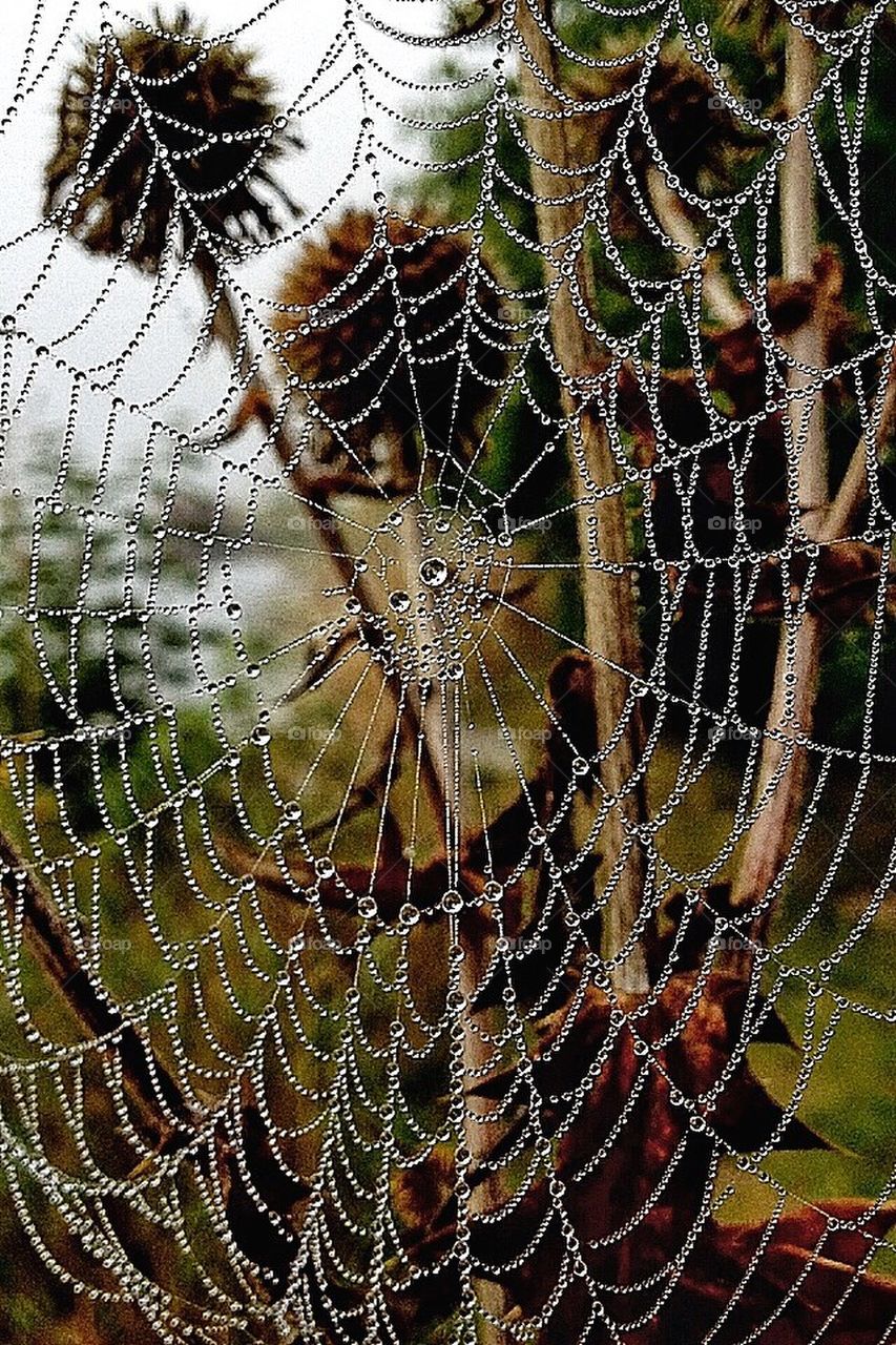 Spiderweb 