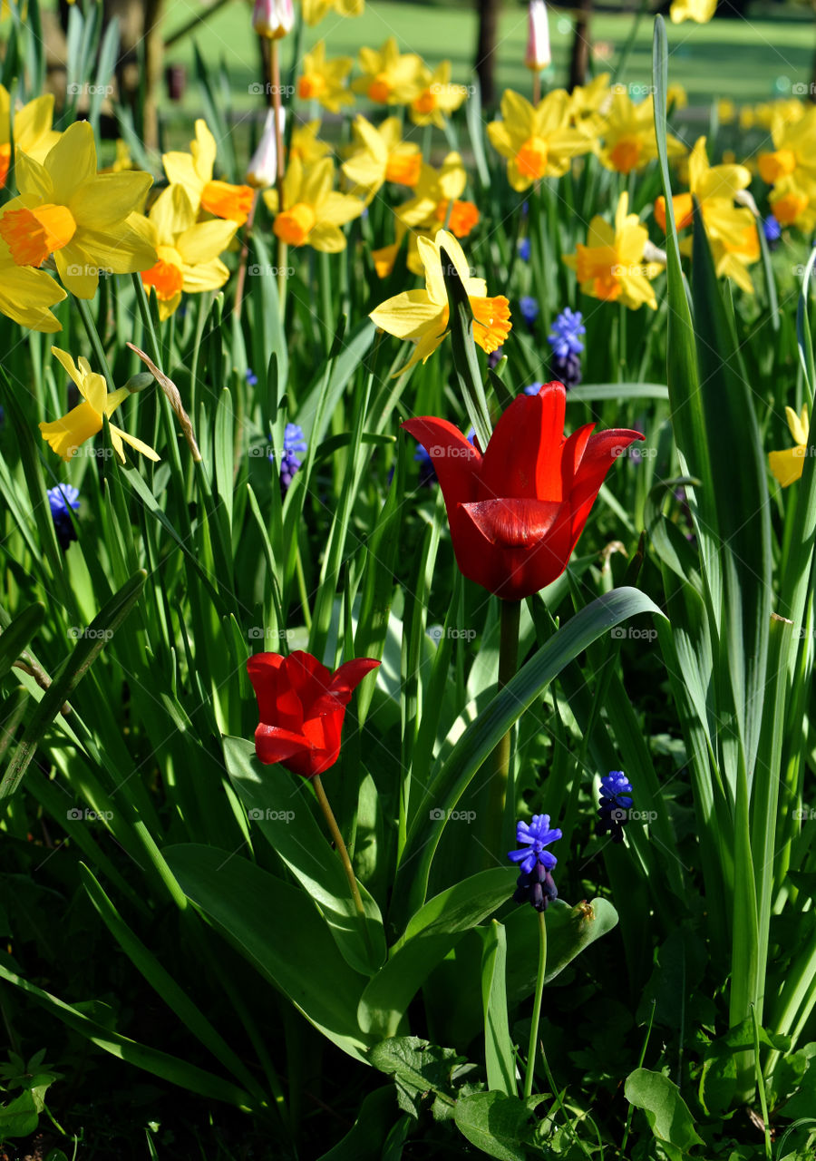 Spring flowers