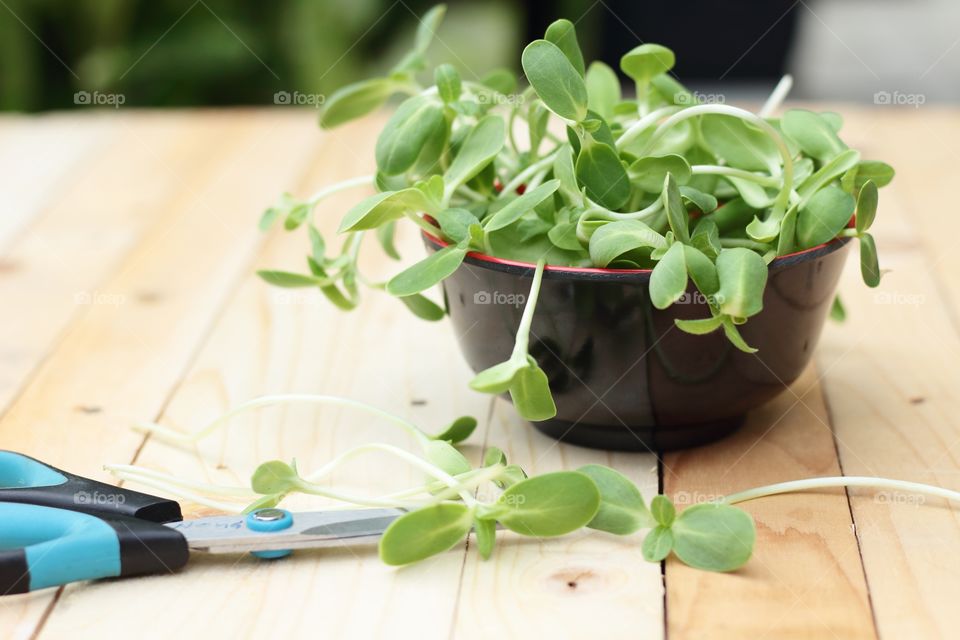 Micro greens, vegetables