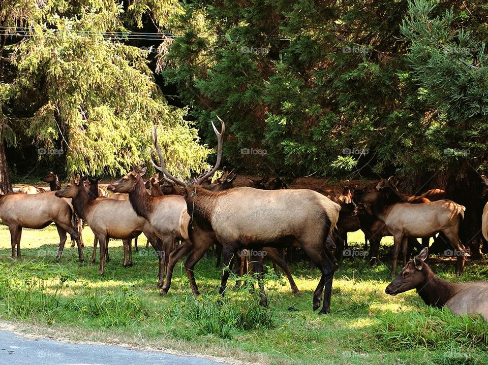 Elk in Redwood Forest, CA