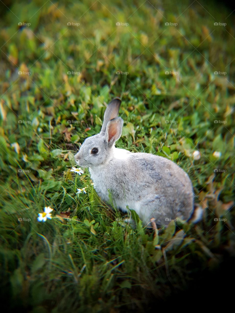 Rabbit on lawn.