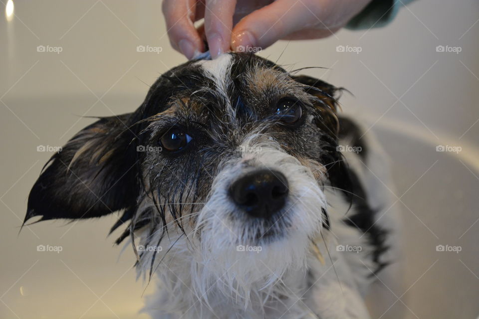 Close-up of wet dog in bathtub