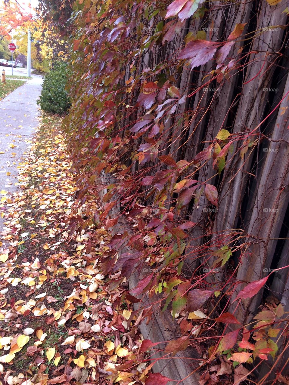 Urban garden 