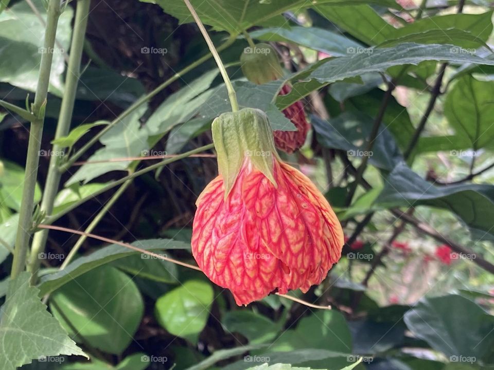 Flor pendente em cor avermelhada com riscos desiguais amarelos. Flor em arbusto folhoso.