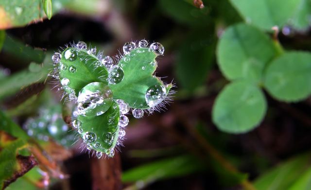 Raindrops and green leaves
