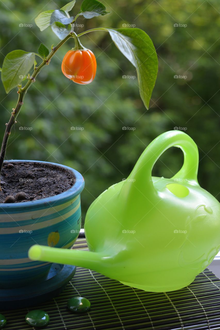 green house plants decoration and tool