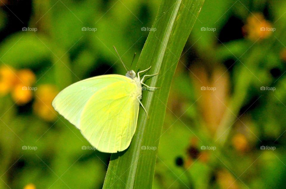 --Yellow and green....