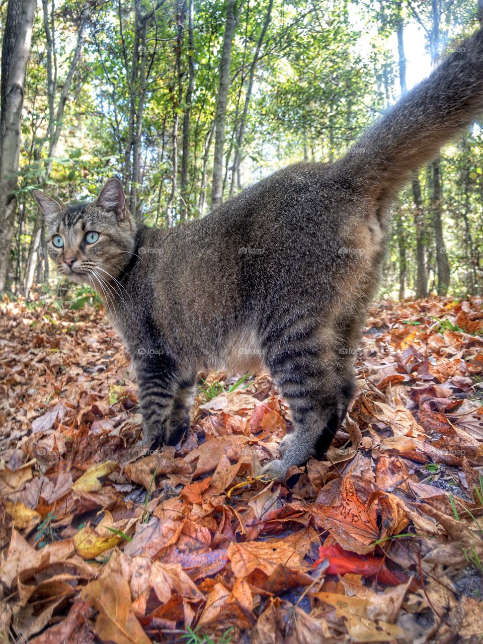 Liena In Autumn Leaves