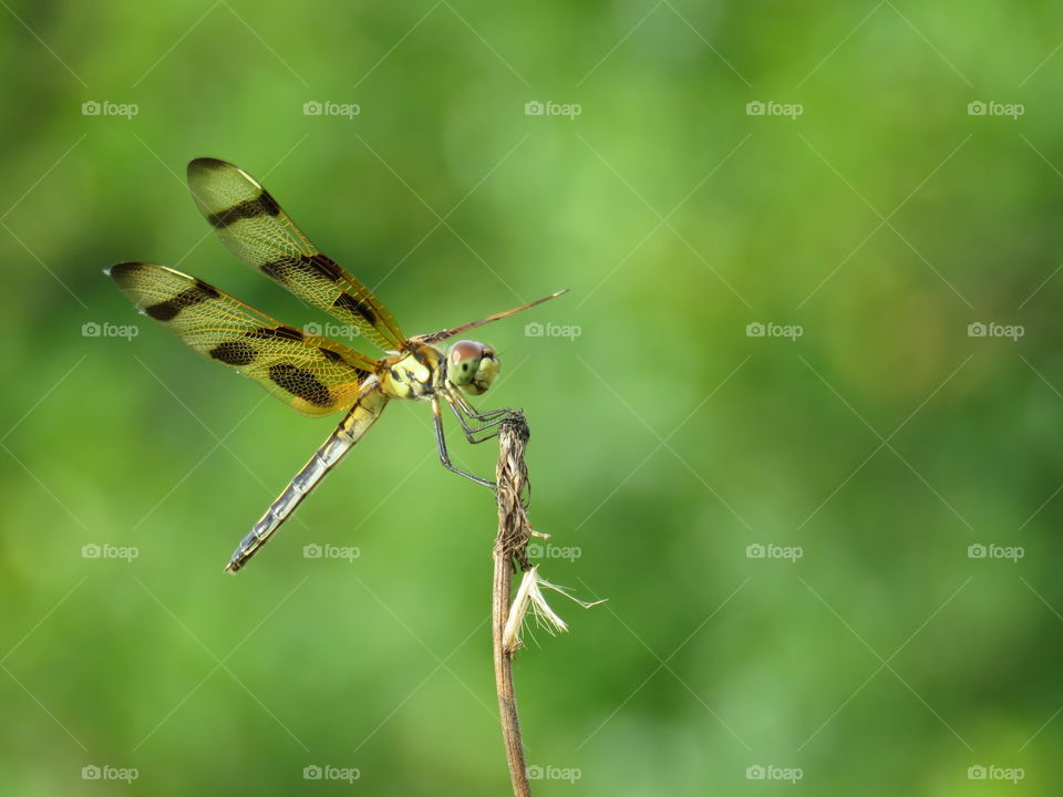 Halloween Pennant