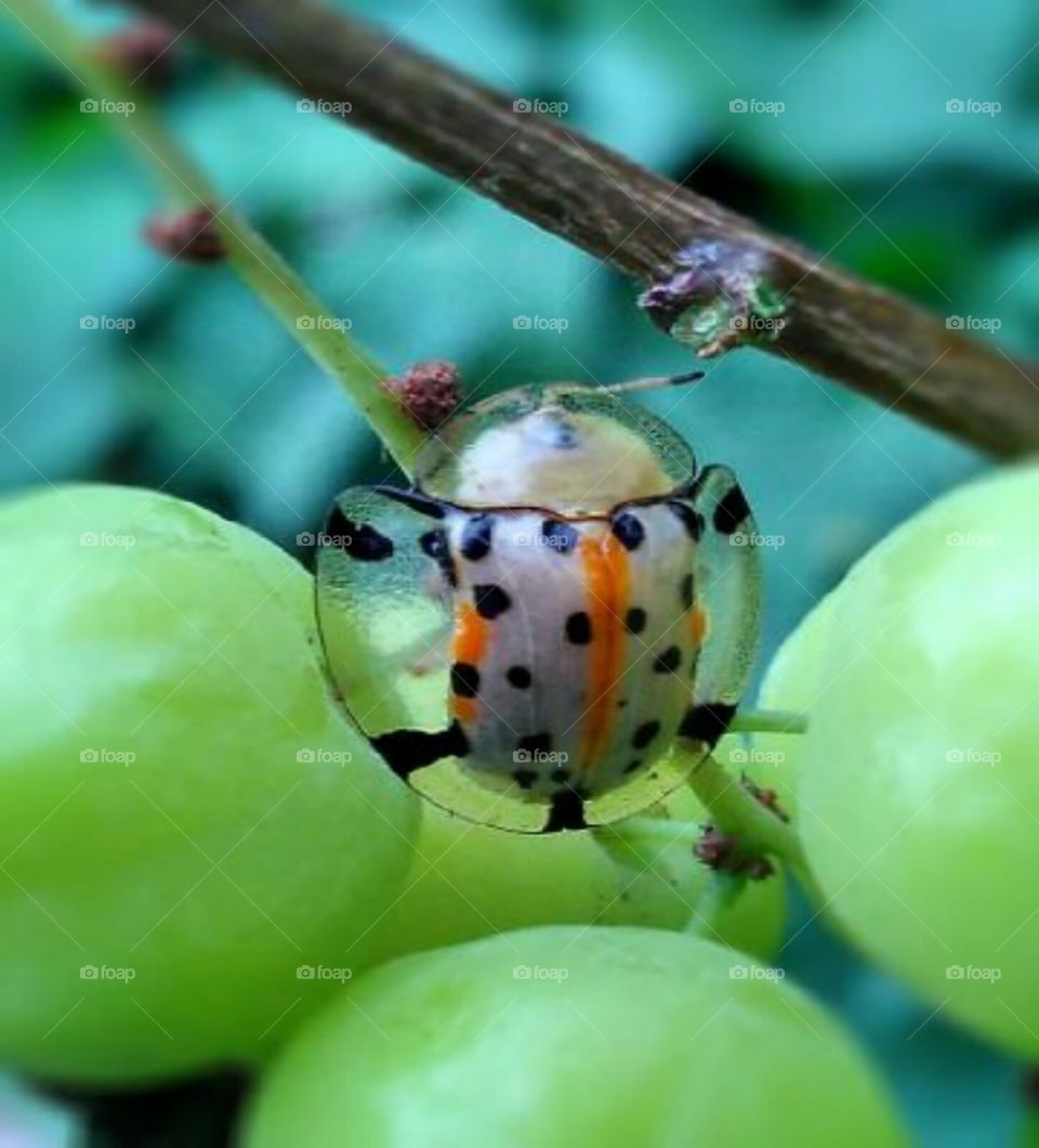 beetle summer