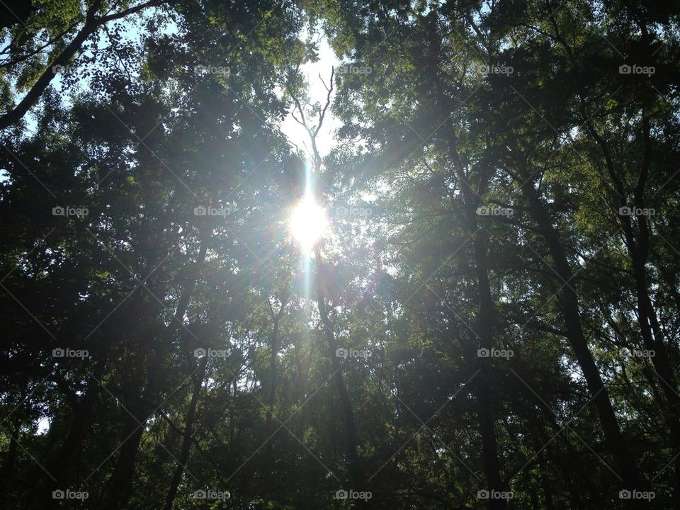 sunny sun trees woodland by chippy2809
