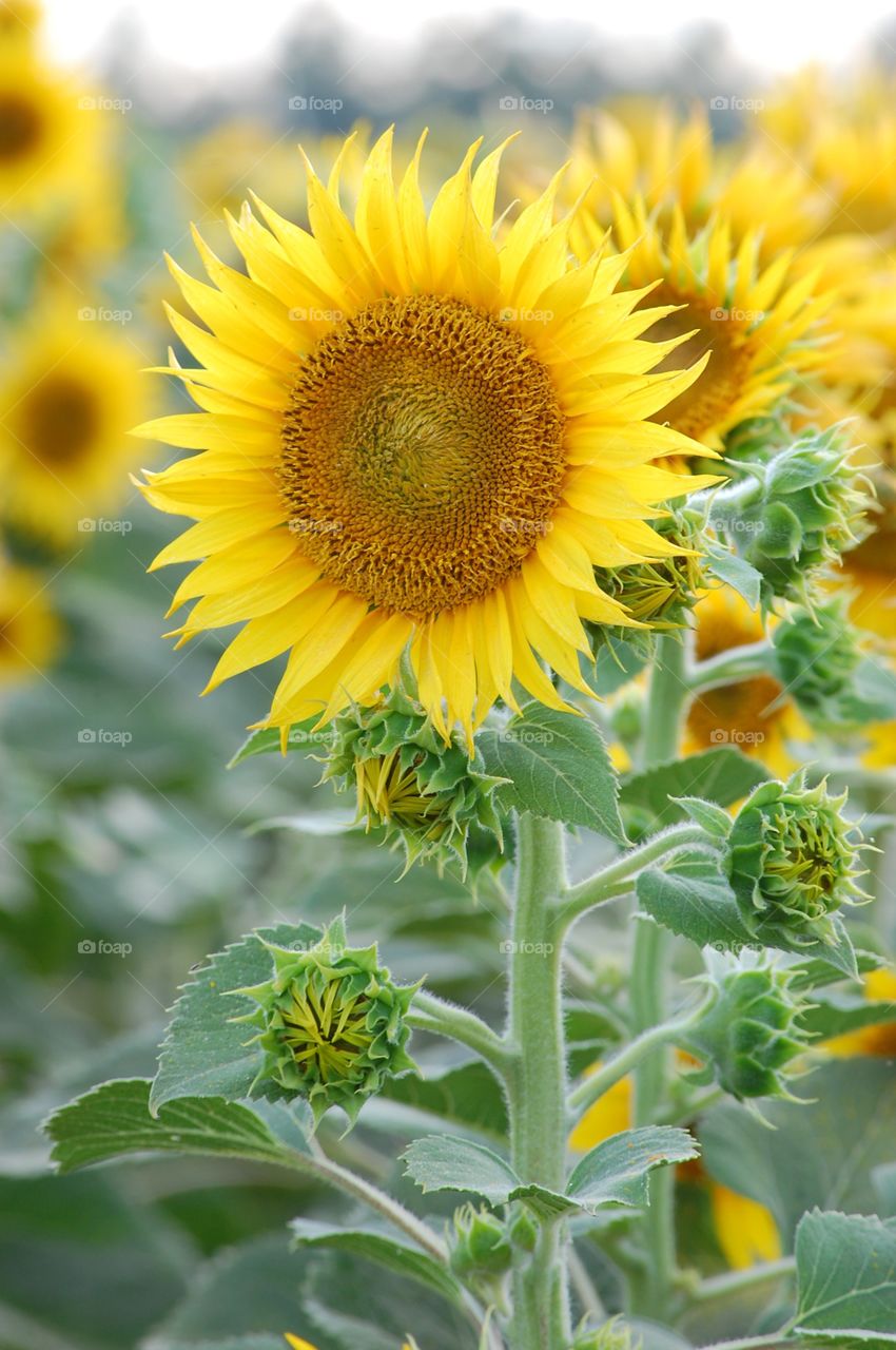 Mama Sunflower