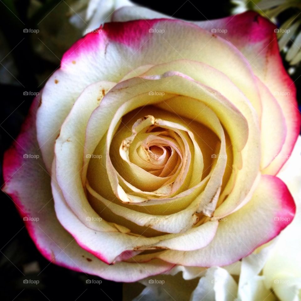 Pink fringe rose