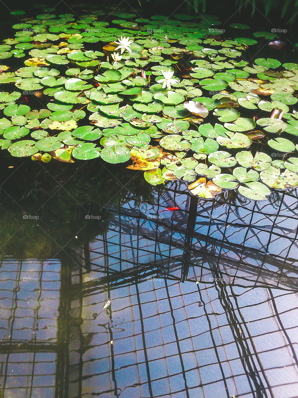 Pool, Leaf, Water, No Person, Flora