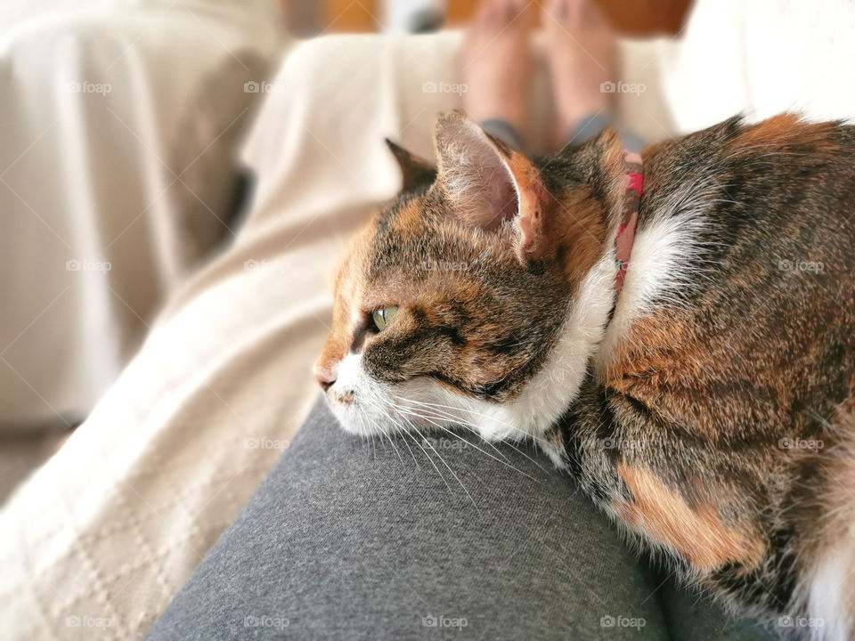 Cat sitting on it's owner's knees with copy space on the left side.