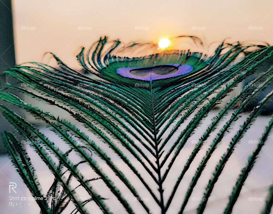 The peacock feather with the sun seems very beautifull.
