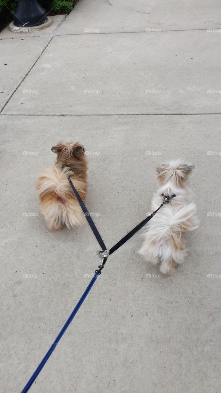 Shih tzu Pomeranian mix
