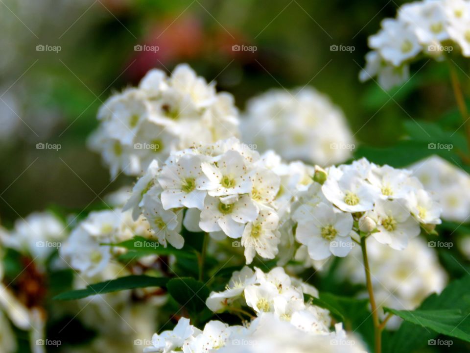 White spirea in my neighbor's yard