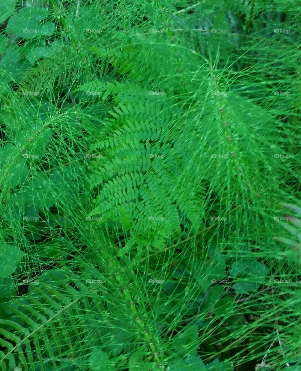 Horsetail and Ferns