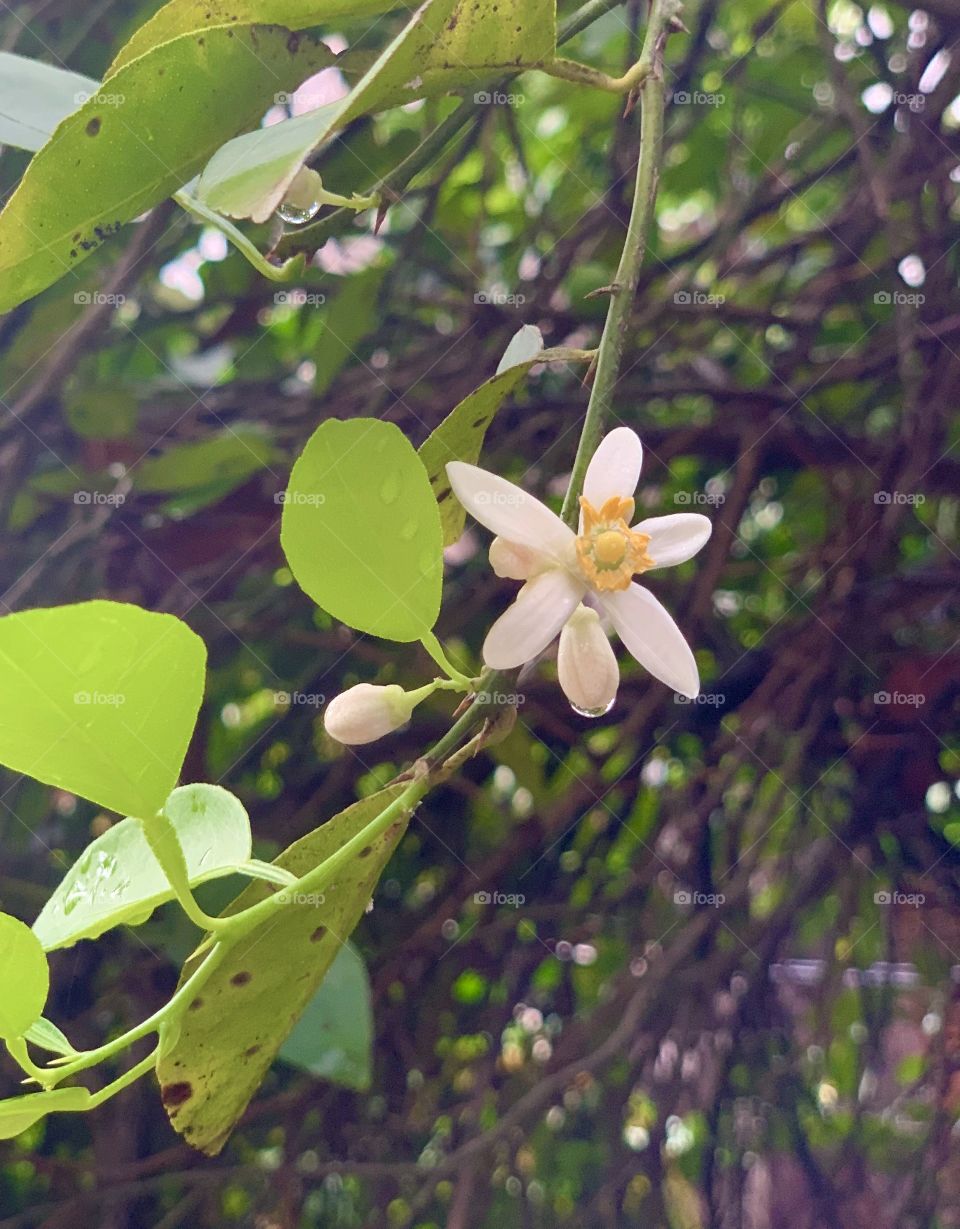 Raindrop falling from lime tree flower 