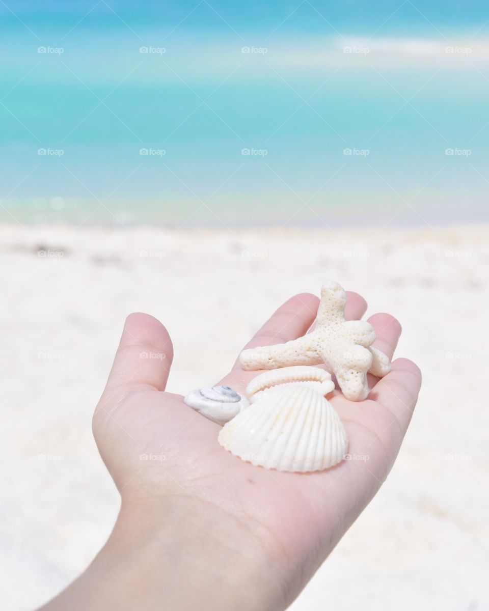Human hand holding seashells at Koh Lipe