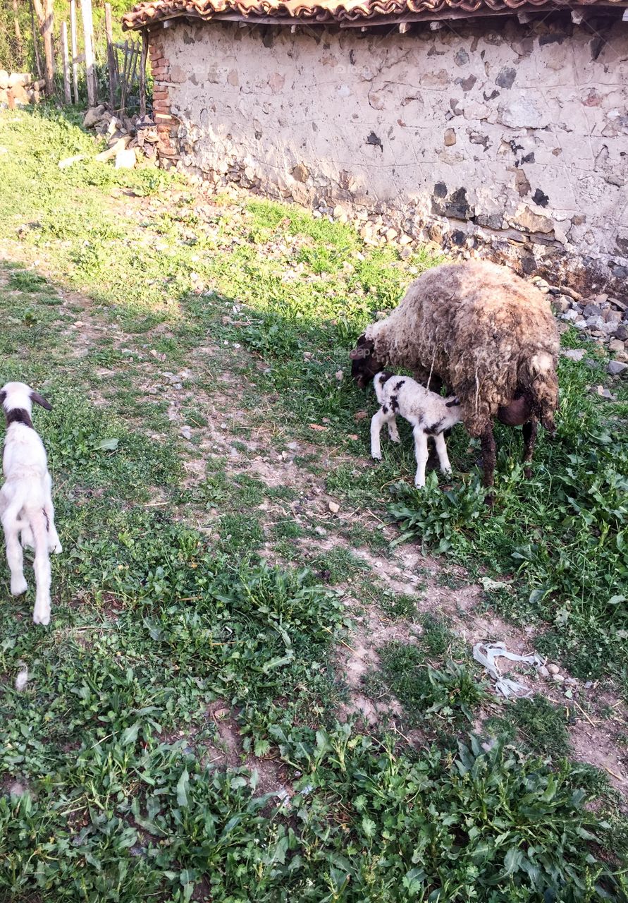 New babys in farm 
