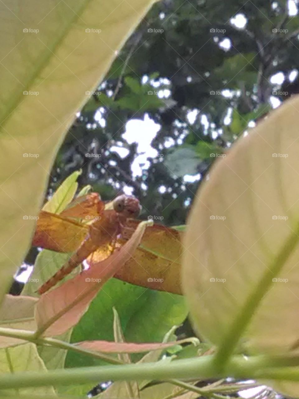 The beautiful dragonfly is sit on the leafs.