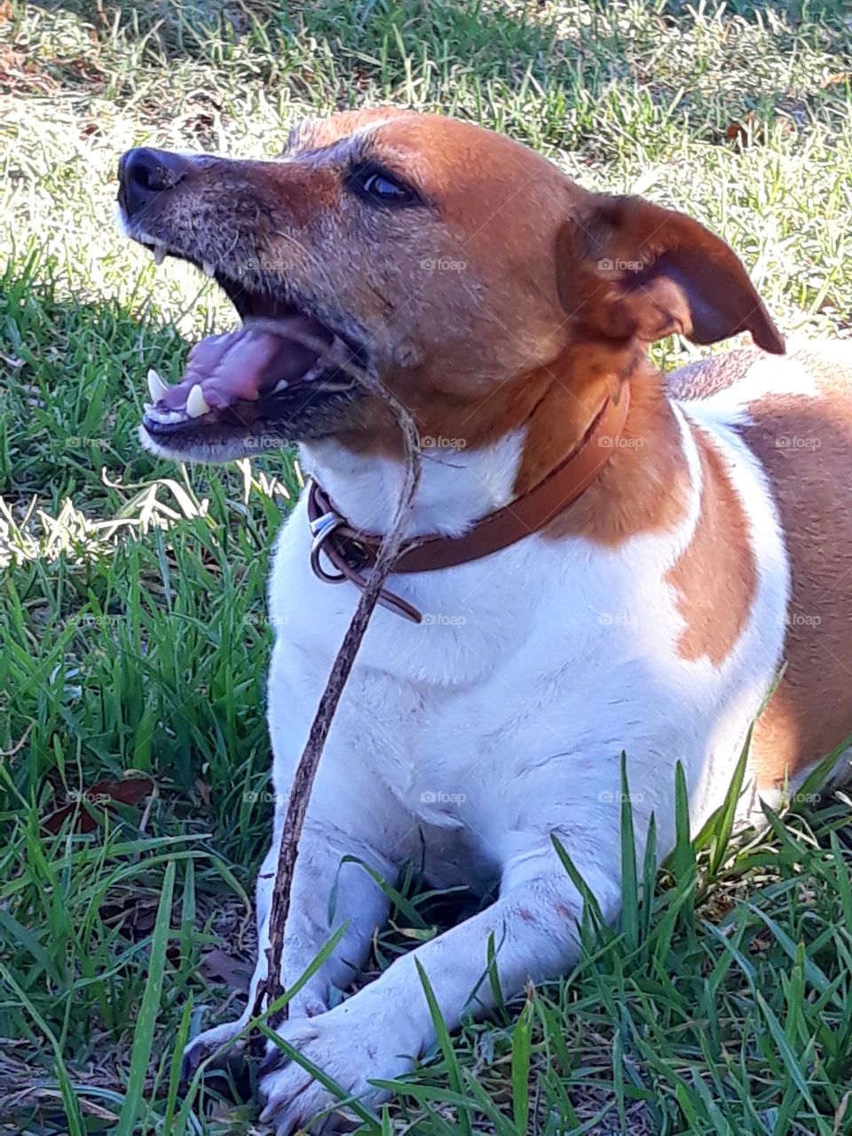 A Jack Russell enjoying himself chewing on a stick